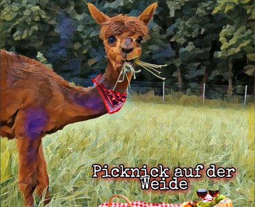Wanderung & Picknick mit Alpakas